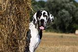 DOGUE ALLEMAND 289